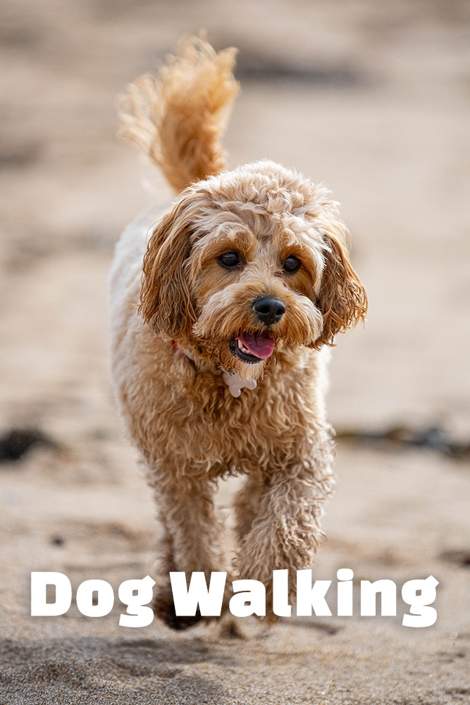 dog walking 1