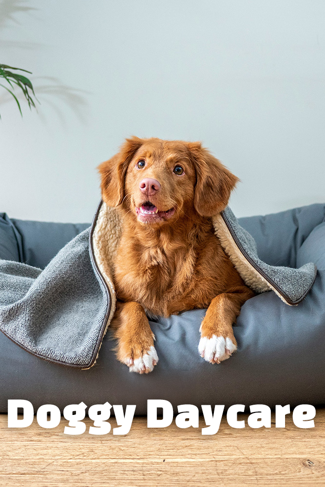 doggy daycare