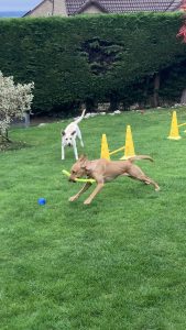 original cbd009c6 44ab 48db 8787 2522c8a1c729