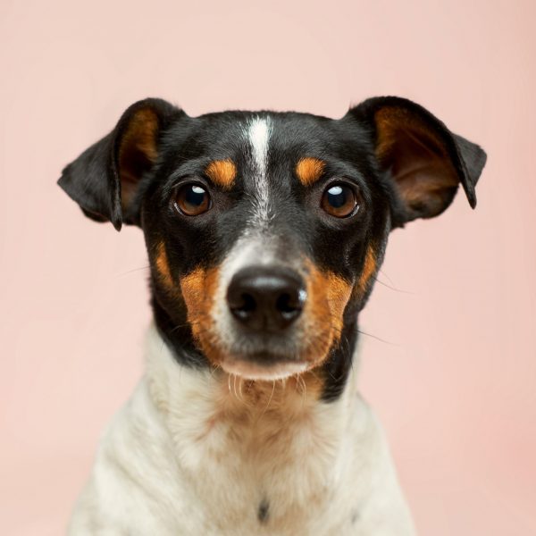homepage dog